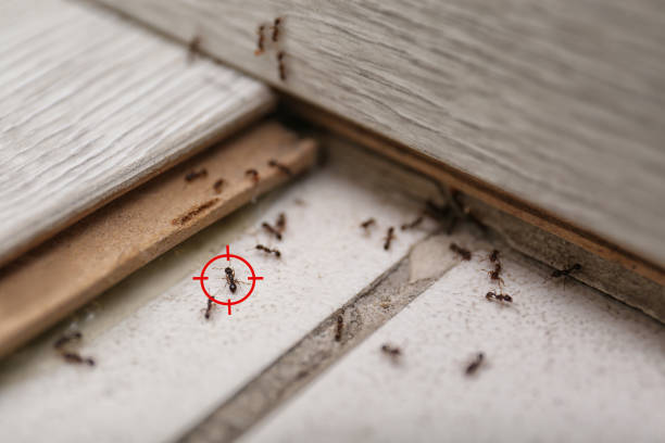 Best Flea Control Services  in Pearl Beach, MI