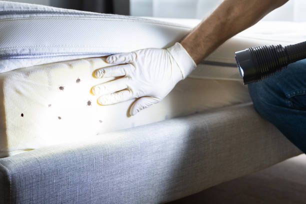 Best Rat Extermination Near Me  in Pearl Beach, MI