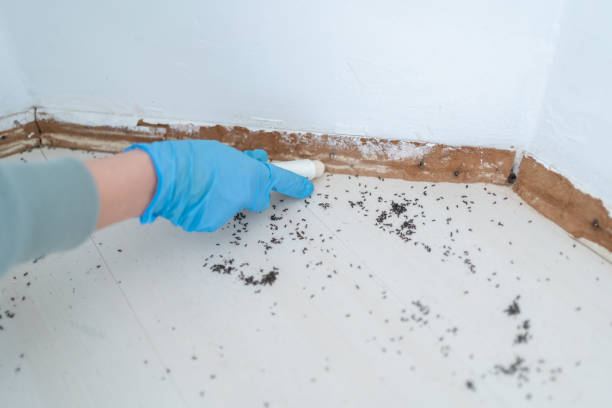 Trusted Pearl Beach, MI Pest Control Experts